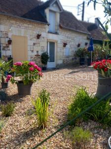 Les mimosas à Saint-Aignan