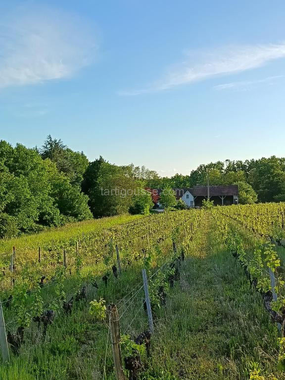 Photo de Gîte au milieu des vignes